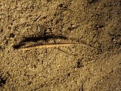 Exocnophila