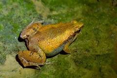Microhyla ornata