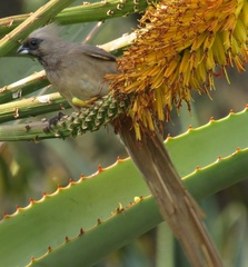 Colius striatus integralis
