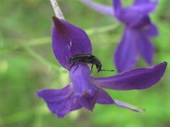 Nemonyx lepturoides