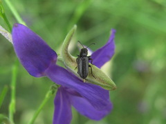Nemonyx lepturoides