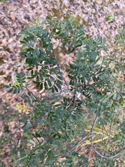 African yew (Cryptosepalum pseudotaxus)