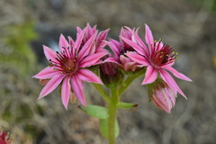 Sempervivum arachnoideum