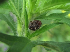 Zygogramma suturalis