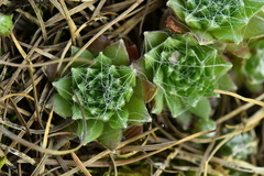 Sempervivum arachnoideum