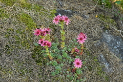 Sempervivum arachnoideum