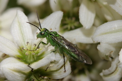 Tenthredo olivacea