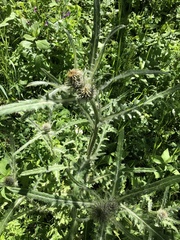 Cirsium hookerianum