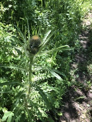 Cirsium hookerianum