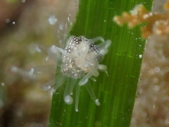 Bunodeopsis strumosa