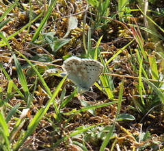 Polyommatus coridon