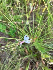 Oenothera lindheimeri