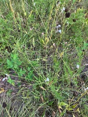 Oenothera lindheimeri