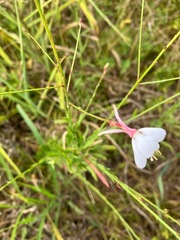 Oenothera lindheimeri
