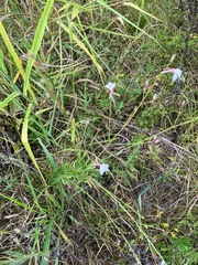 Oenothera lindheimeri