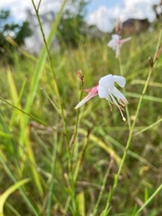 Oenothera lindheimeri