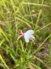 Oenothera lindheimeri