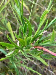 Oenothera lindheimeri