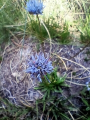 Jasione crispa