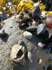 Lottia paradigitalis