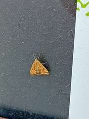 Loxostege sticticalis