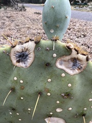 Phyllosticta concava