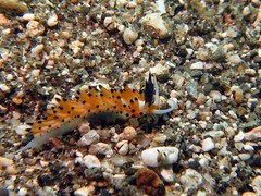 Favorinus tsuruganus