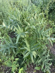 Cirsium serrulatum