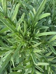 Cirsium serrulatum