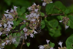 Halictus quadricinctus