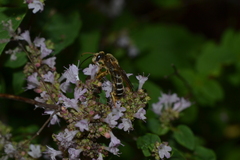 Halictus quadricinctus