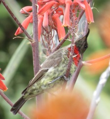 Chalcomitra senegalensis gutturalis