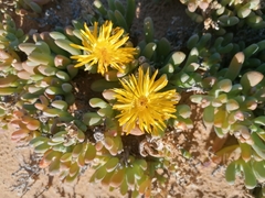 Malephora crassa