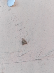 Loxostege sticticalis