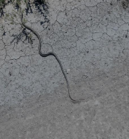 Pituophis deppei