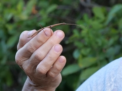 Exocnophila