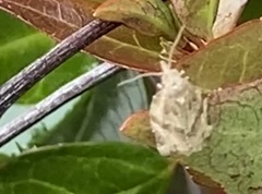 Argyrotaenia franciscana