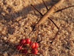 Exocnophila