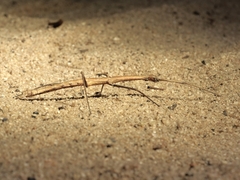 Exocnophila