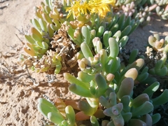 Malephora crassa