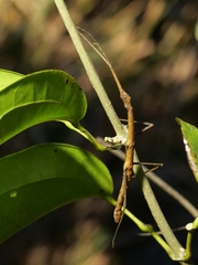 Exocnophila