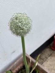Allium