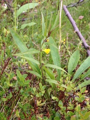 Melampyrum sylvaticum