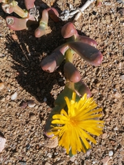 Malephora crassa