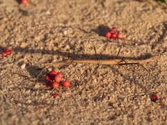 Exocnophila