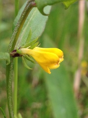 Melampyrum sylvaticum