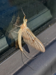 Ephemera glaucops
