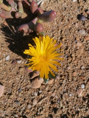 Malephora crassa