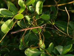 Exocnophila