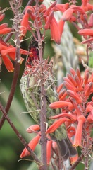 Chalcomitra senegalensis gutturalis